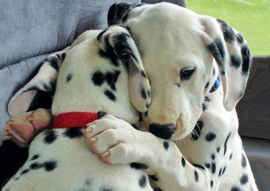 Love Your Pet with these Special Discounts & Codes from Petco!