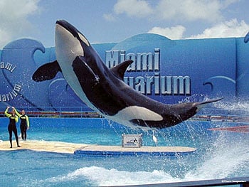 20% Discount on Tickets for Miami Seaquarium