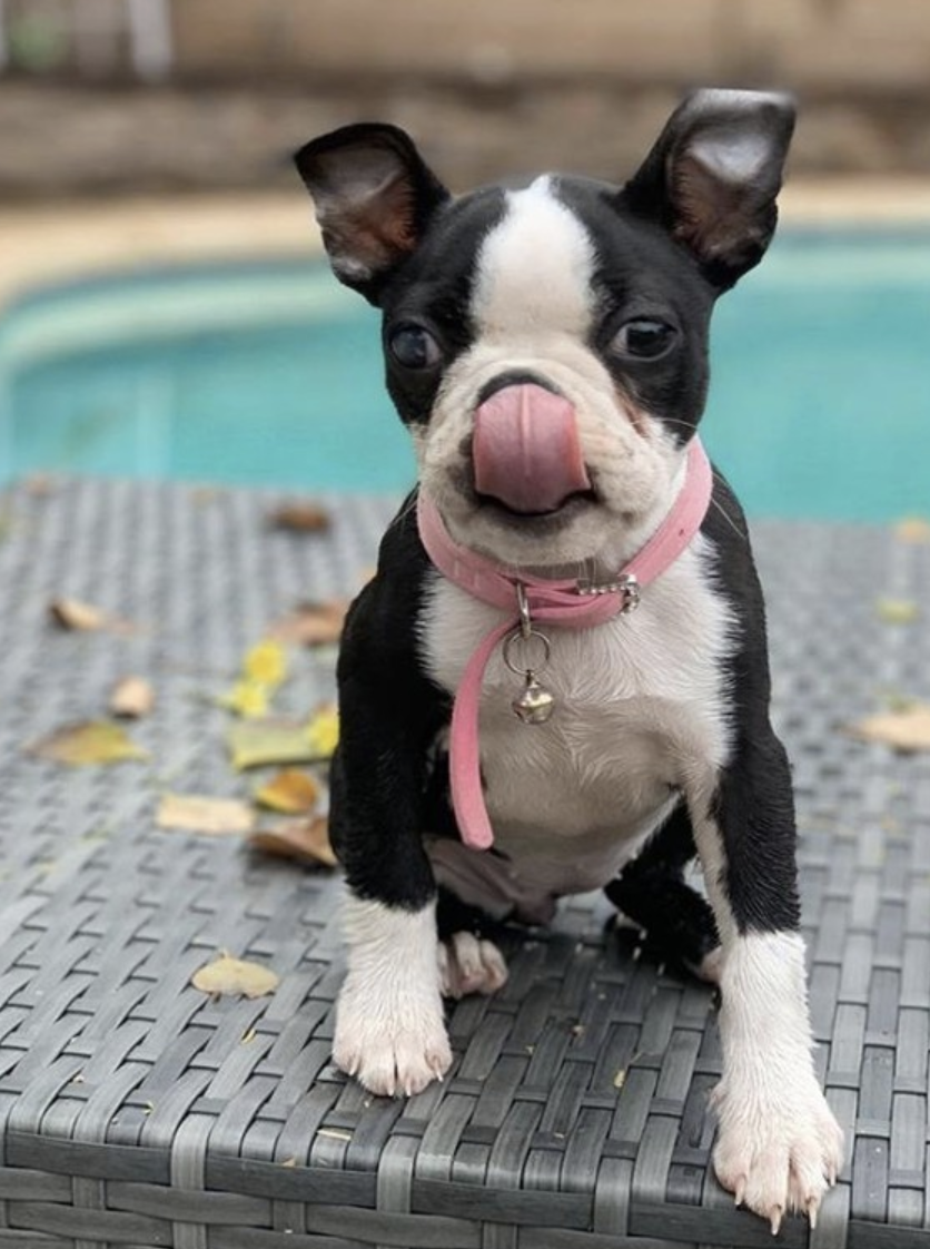 FREE PetSmart Birthday Surprise for your Pet South Florida Savings Guy